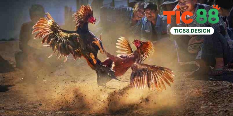 Đá Gà Tic88