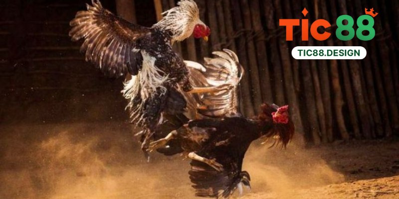 Đá Gà Tic88