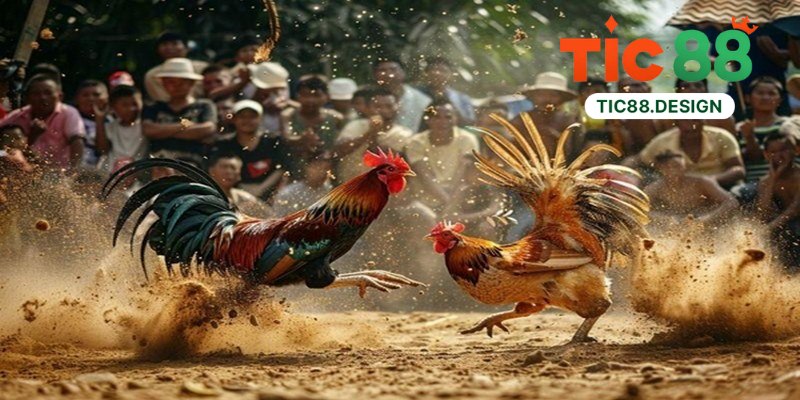 Đá Gà Tic88