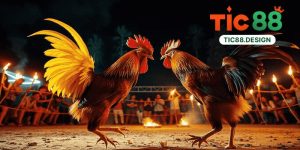 Live Đá Gà Tic88