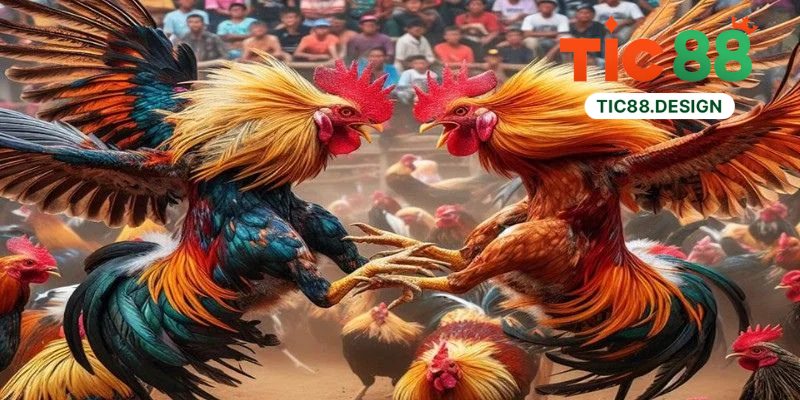 Sảnh Đá Gà WS168 