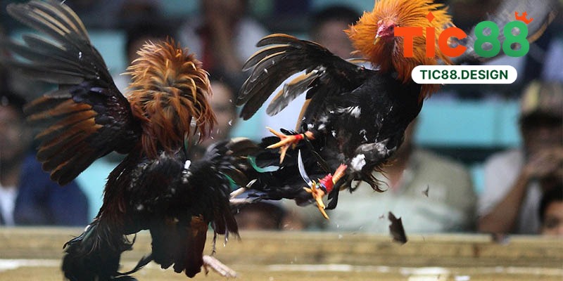 Sảnh Đá Gà WS168